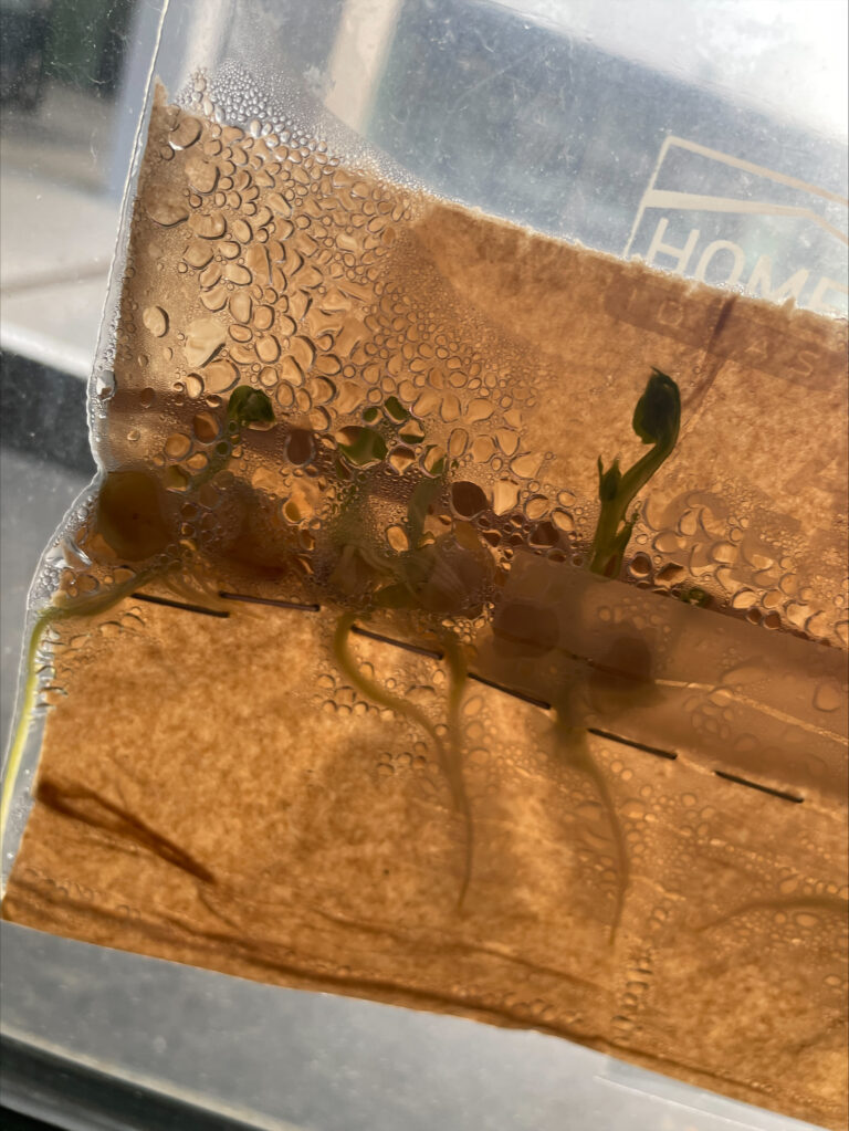 Fenstergewächshäuser im Biologieunterricht der 5b